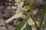 Slimleaf pawpaw